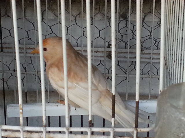 pardillo sicerin phaeo