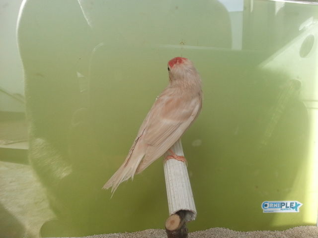 pardillo sicerin phaeo