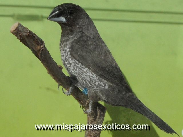Isabelita japon negro-gris
