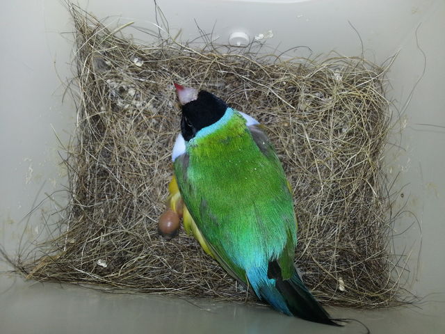 Diamante de gould clasico