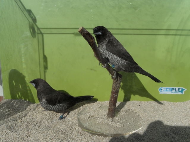 Isabelita japon negro-gris