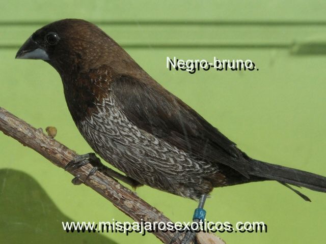 Isabelita japon negro-bruno