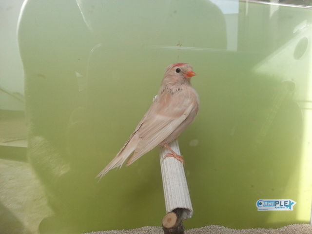 pardillo sicerin phaeo