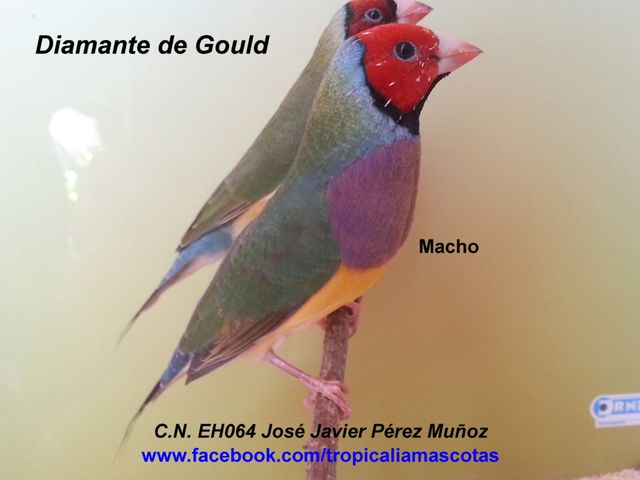 Diamante de gould clasico
